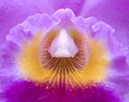 Frankfurtpflanzen11 183.jpg